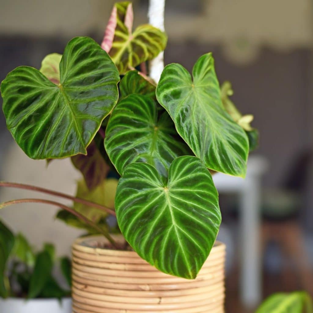 A philodendron in a neutral pot.