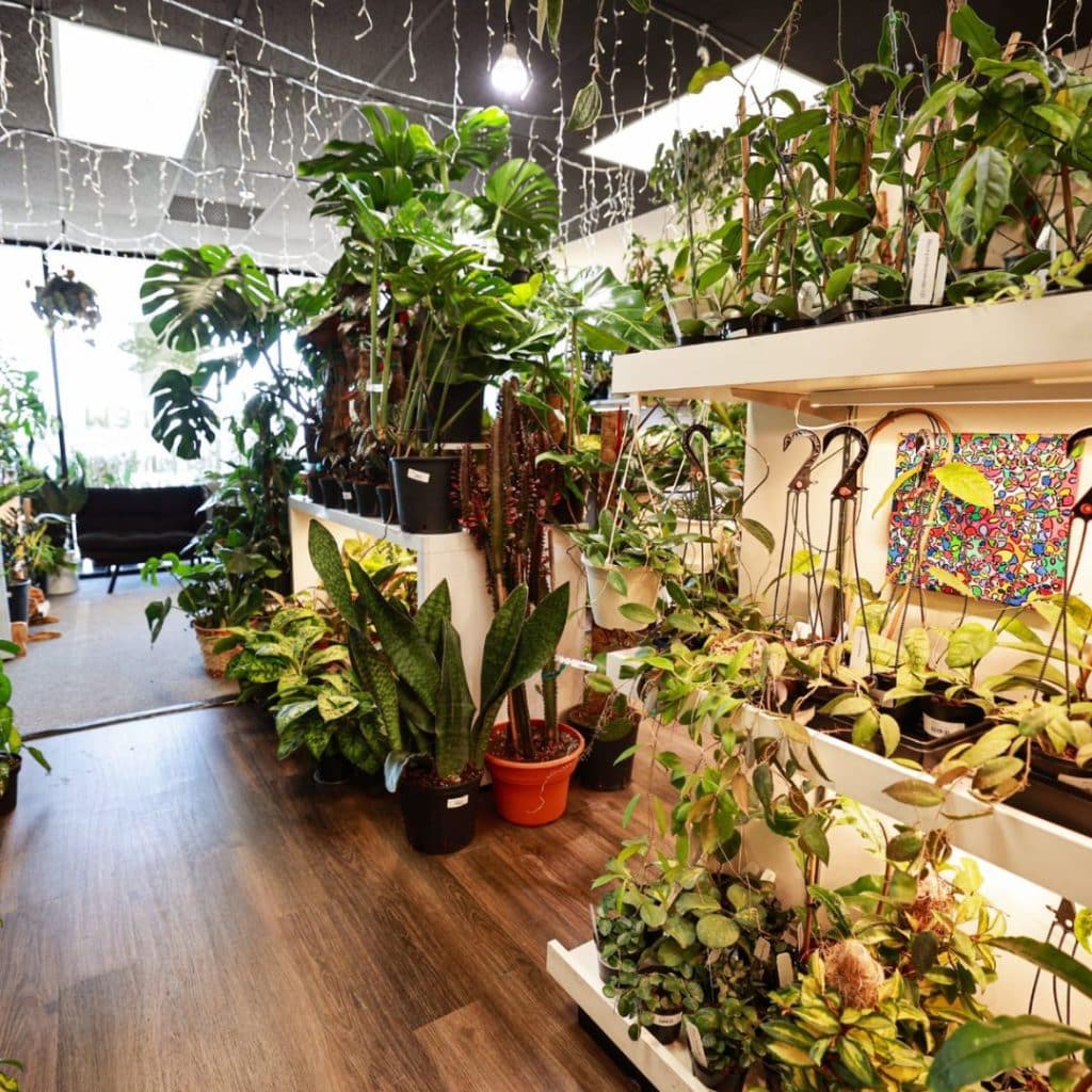 An aisle and the front window of Paloma's Plants in Broken Arrow, OK, showing varying levels of light.