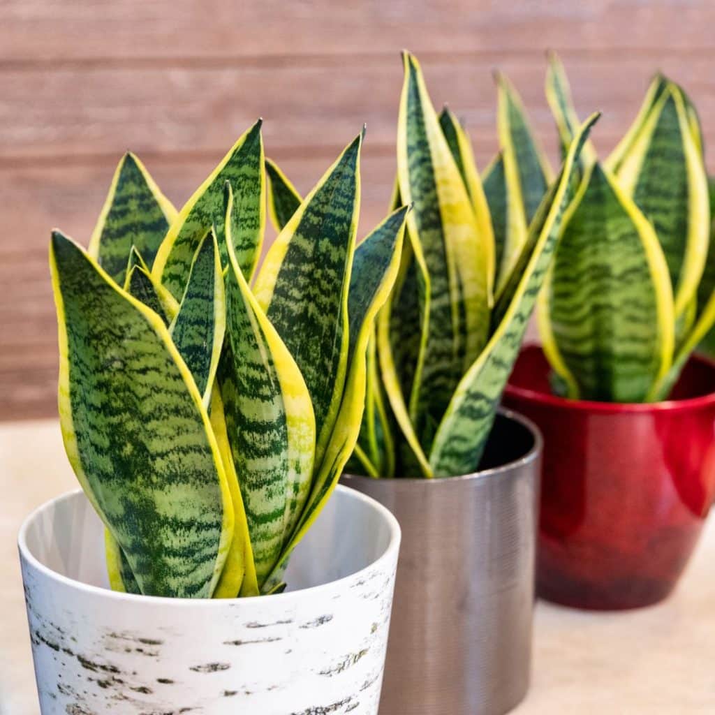 Three snake plants in pots sitting on a bookshelf.