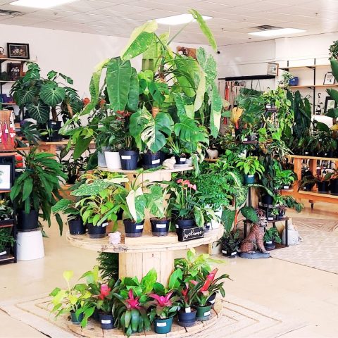 shop-the-store An image of the store, full of plants, at Paloma's Plants in Broken Arrow, OK.