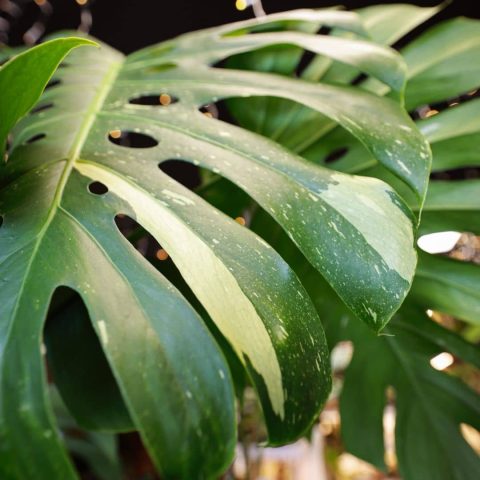 repotting-services-palomas A Monstera plant to be repotted.